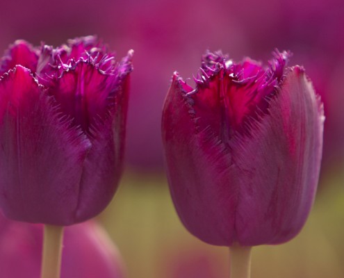 Tulpen, Blumenzwiebeln und andere Frühlingsblüher sind die Vorboten des beginnenden Gartenjahrs