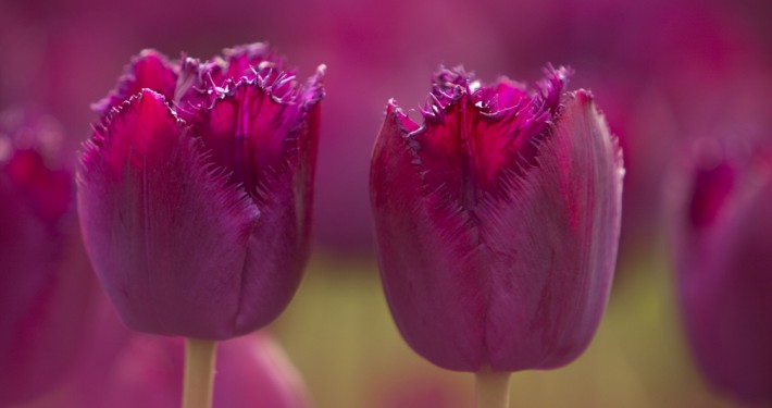 Tulpen, Blumenzwiebeln und andere Frühlingsblüher sind die Vorboten des beginnenden Gartenjahrs