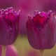 Tulpen, Blumenzwiebeln und andere Frühlingsblüher sind die Vorboten des beginnenden Gartenjahrs