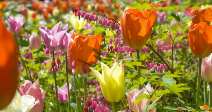 Tulpen, Blumenzwiebeln und andere Frühlingsblüher sind die Vorboten des beginnenden Gartenjahrs