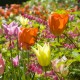 Tulpen, Blumenzwiebeln und andere Frühlingsblüher sind die Vorboten des beginnenden Gartenjahrs