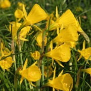 Frühlingsboten, Blumenzwiebeln mit Wildcharakter