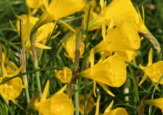 Frühlingsboten, Blumenzwiebeln mit Wildcharakter