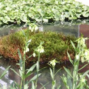 Moosinsel in flachem Wasser