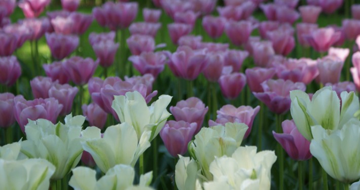 Tulpen, Blumenzwiebeln und andere Frühlingsblüher sind die Vorboten des beginnenden Gartenjahrs