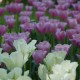 Tulpen, Blumenzwiebeln und andere Frühlingsblüher sind die Vorboten des beginnenden Gartenjahrs