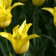 Pflanzen mit Motto 1001 Tulpenvariationen