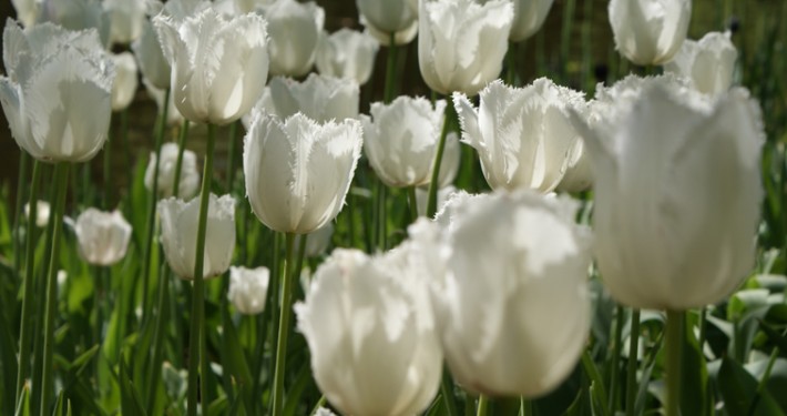 Tulpen, Blumenzwiebeln und andere Frühlingsblüher sind die Vorboten des beginnenden Gartenjahrs