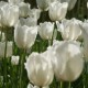 Tulpen, Blumenzwiebeln und andere Frühlingsblüher sind die Vorboten des beginnenden Gartenjahrs