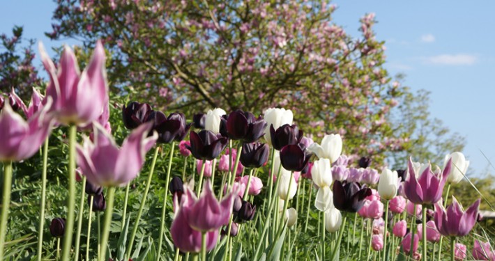 Pflanzen mit Motto 1001 Tulpenvariationen