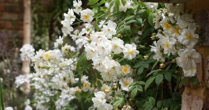 üppige Rose im weißen Garten