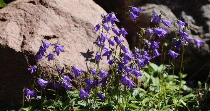 Findling mit Glockenblume