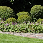 Gepflegter Buchsbaum im kleinen Garten