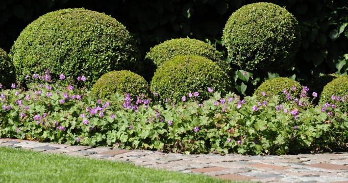 Gepflegter Buchsbaum im kleinen Garten