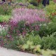 Salbei, Gäser und Allium - üppige Staudenbeete