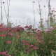 Rot Rosa Weiß moderne Staudenverwendung und Verbenen