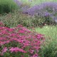 Rot Rosa Weiß moderne Staudenverwendung