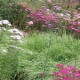 Rot Rosa Weiß moderne Staudenverwendung