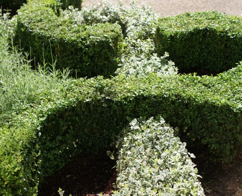 Garten-Pflegetipps Hilfe für Buchsbaum