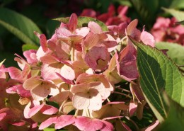 Pflanzen mit Motto Herbstliche Blüte und Laubfärbung