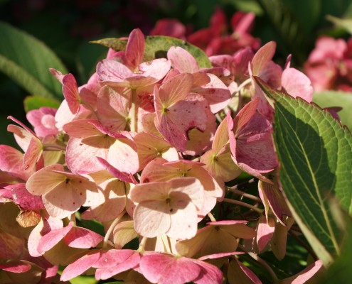 Pflanzen mit Motto Herbstliche Blüte und Laubfärbung