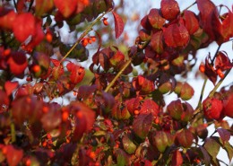 Pflanzen mit Motto Herbstliche Blüte und Laubfärbung