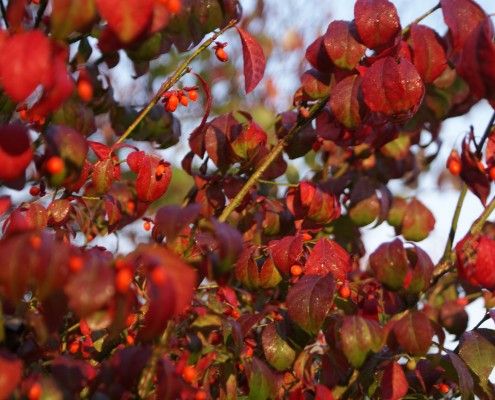 Pflanzen mit Motto Herbstliche Blüte und Laubfärbung