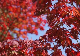 Pflanzen mit Motto Herbstliche Blüte und Laubfärbung