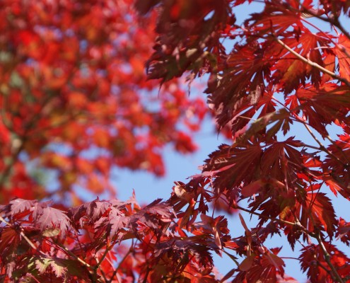 Pflanzen mit Motto Herbstliche Blüte und Laubfärbung