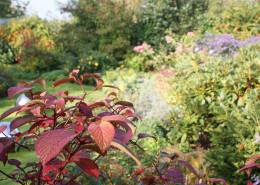 Pflanzen mit Motto Herbstliche Blüte und Laubfärbung