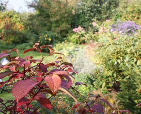 Pflanzen mit Motto Herbstliche Blüte und Laubfärbung