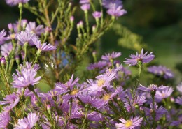 Pflanzen mit Motto Herbstliche Blüte und Laubfärbung