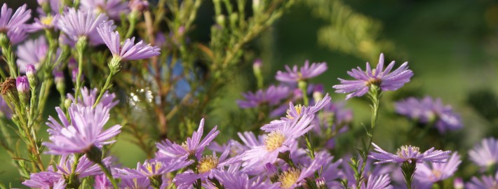 cottage-garden-herbst-7