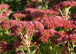 Pflanzen mit Motto Herbstliche Blüte und Laubfärbung