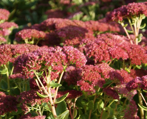 Pflanzen mit Motto Herbstliche Blüte und Laubfärbung