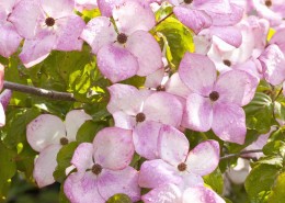 Blumenhartriegel - Cornus Satomi