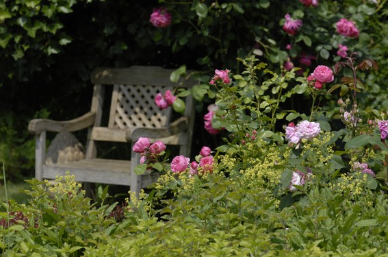 alte Rosen und schöne Möbel