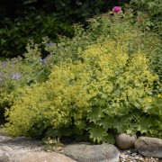 Trittsteine am Wasser, sauberer Teich und Kieselsteine