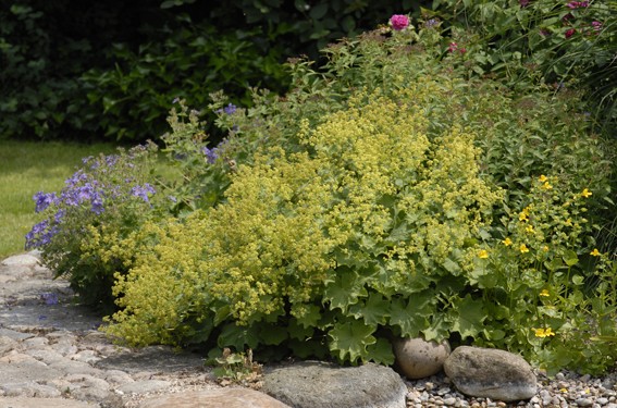 Trittsteine am Wasser, sauberer Teich und Kieselsteine