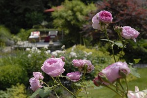 blühende rosen und üppige Stauden, Holzterrasse in der Sichtachse