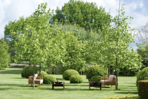 Gartenkonzepte mit großen Pflanzen, Solitärs und Gartenbonsais für Uelzen, Lüneburg, Gifhorn, Celle und Muster