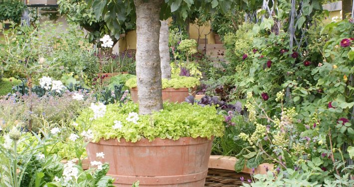 Gartenausstattung Solitäre im Topf