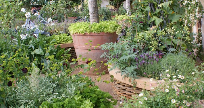 Gartenausstattung Solitäre im Topf