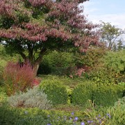 Herbstfärbung im Garten Cottage