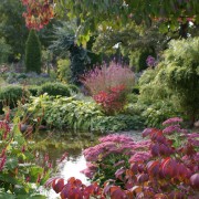 Herbstfärbung und späte Blüte