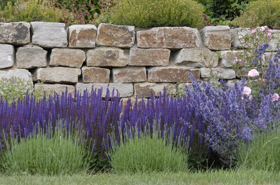 Salbei und Lavendel vor Sandstein-Trockenmauer