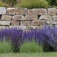 Salbei und Lavendel vor Sandstein-Trockenmauer