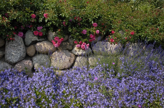 Findlingsmauer mit Bodendecker-Rosen