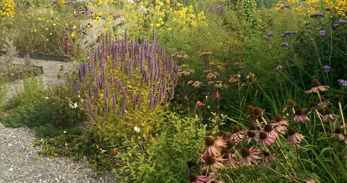 Präriegarten mit Stauden, wie Mexikonessel, Sonnenhut, Gräsern und Fetthenne