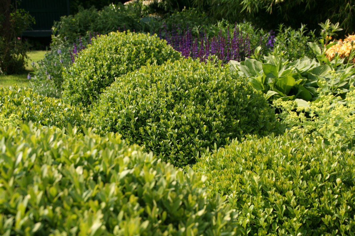 Buchsbaum kann durch gute Pflege auch noch super aussehen!